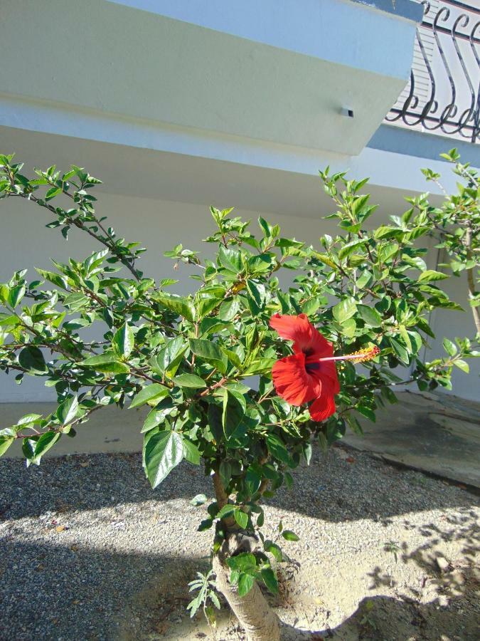 Villa Dora Faliraki Extérieur photo